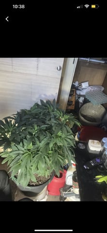 white 🕷️  — vegetative, day 75