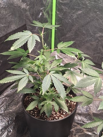 S&D  First Grow — vegetative, day 8