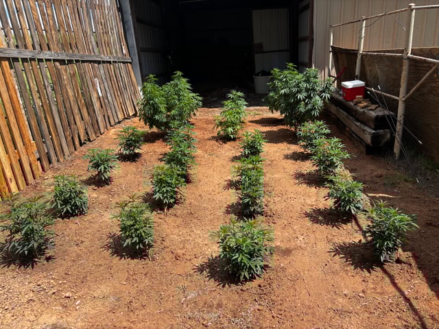 Outdoor Grow — vegetative, day 105