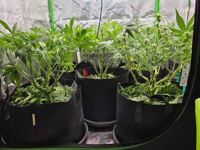 Special Queen 1 Fem+ Watermelon Auto — flower, day 47