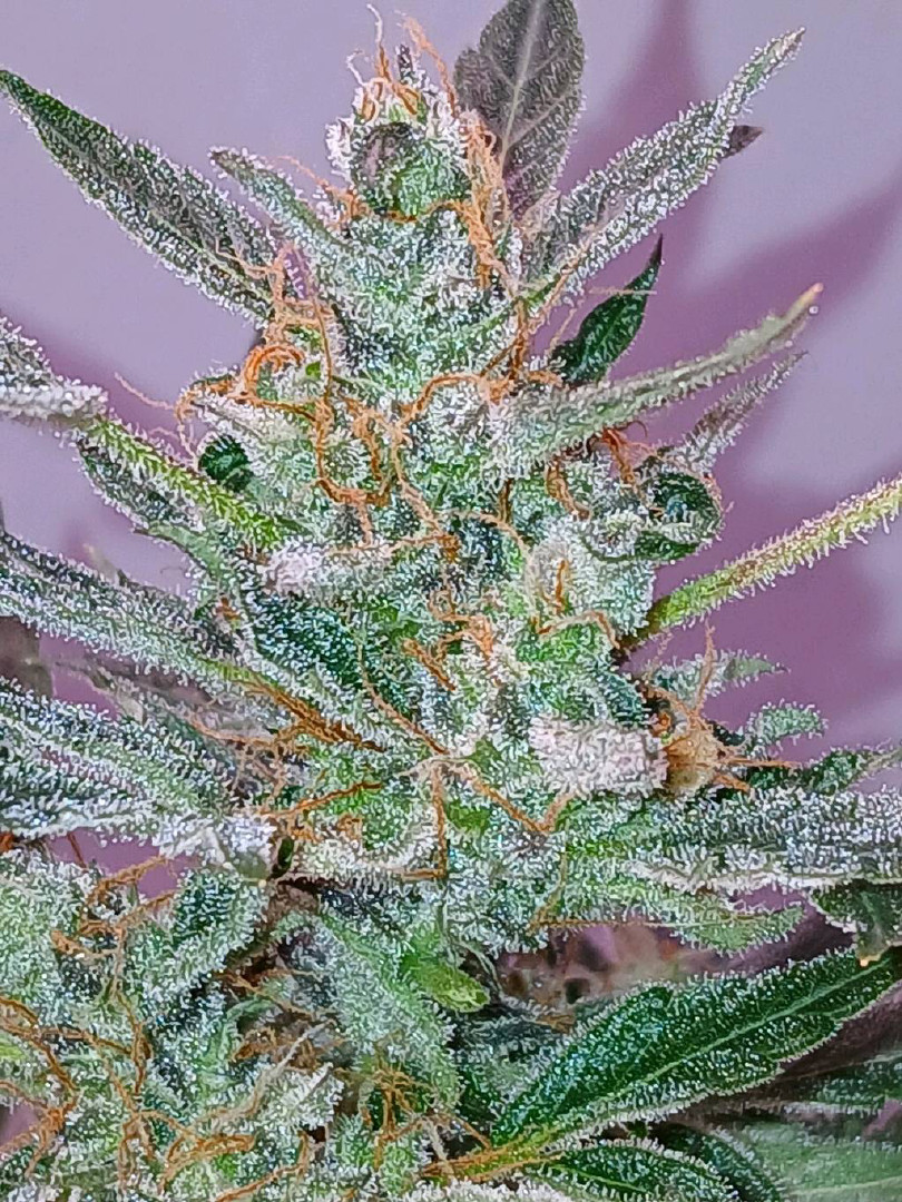 fruity pebbles, cap junky