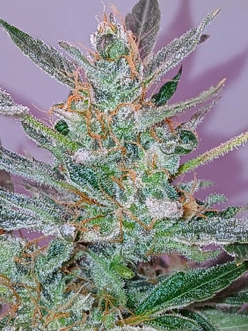 fruity pebbles, cap junky — grow_setup, day 2