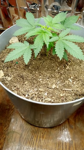 Jack hearer/Jack the ripper? — seedling_rooting, day 25