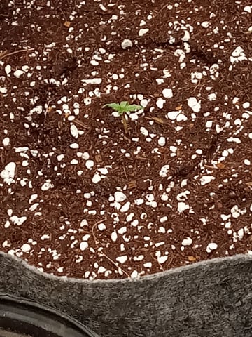 critical purple kush x peyote wifi  in the auto pot system tray 2 grow with added microhazian to the coco coir  — seedling_rooting, day 5