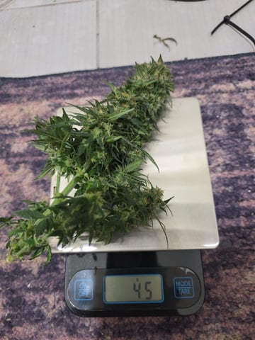 first grow — auto, day 10