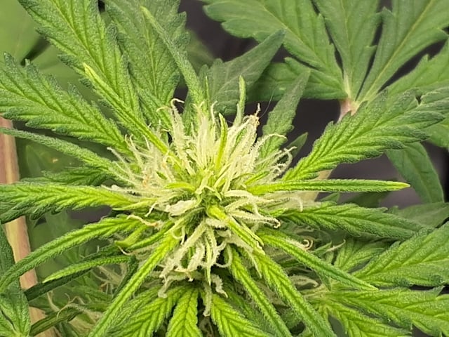 STELLA — flower, day 66