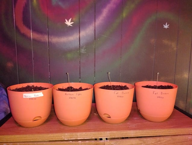 My First Grow — seedling_rooting, day 2