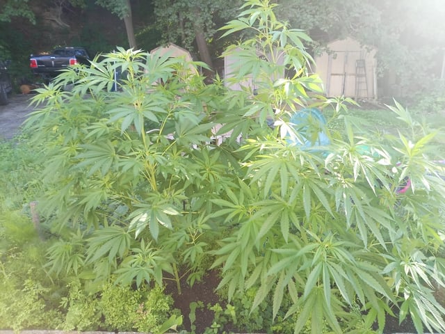 2025 grow — vegetative, day 27