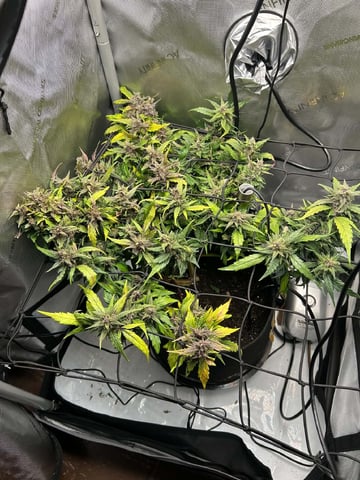 Vanna's Vanilla — auto, day 72