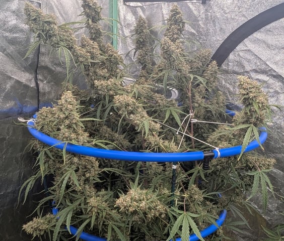 Mixed Grow — flower, day 106