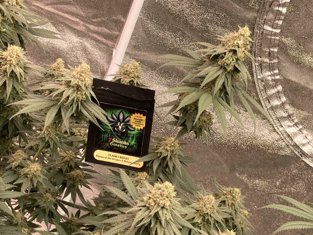 Planet Berry 7skunksgenetics  — flower, day 50