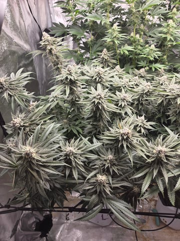 Lhotse 1 and 2 — flower, day 44