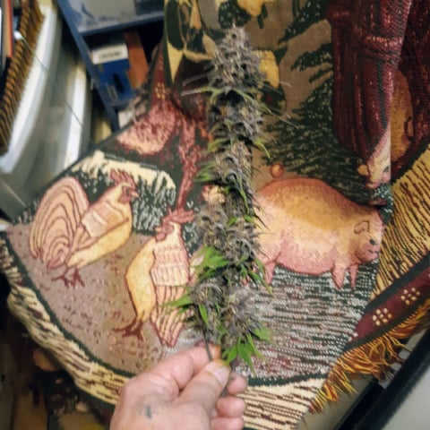 Moving On — flower, day 42