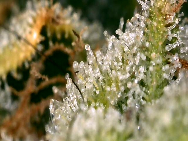 high octane x holy grail  — auto, day 48