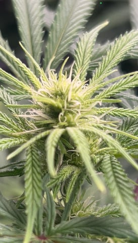 zunami s1 grounded genetics  — flower, day 54