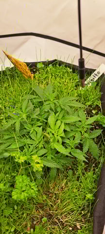 First Grow with the new setup  — vegetative, day 30