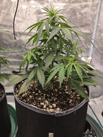 StrawZ (autoflower) — vegetative, day 36