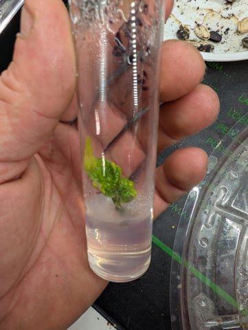 Plant in a test tube — seedling_rooting, day 10