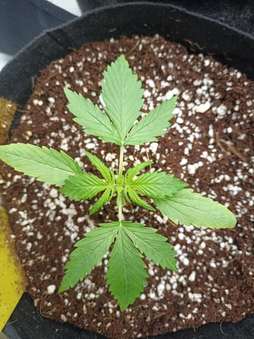 Last girls got kicked. — seedling_rooting, day 14