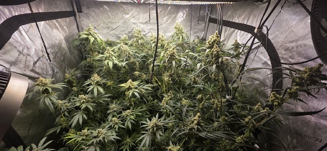 strawberry guava bx — flower, day 26