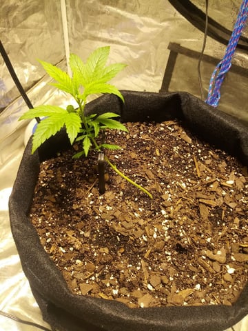 Gorilla Cookies Auto — vegetative, day 26