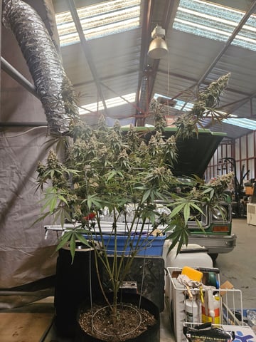 BLACKCHERRY SHERB — harvest, day 93