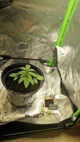 Sherbert Queen — grow_setup, day 7