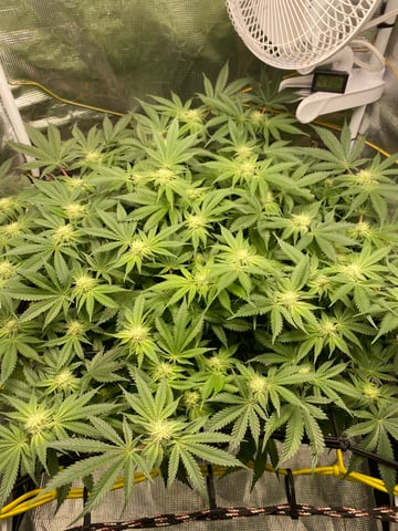 blackberry marshmallows  — flower, day 94