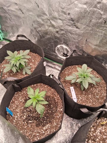 Lemon Cherry Cookies, Purple Haze and Strawberry Gorilla Grows — vegetative, day 47