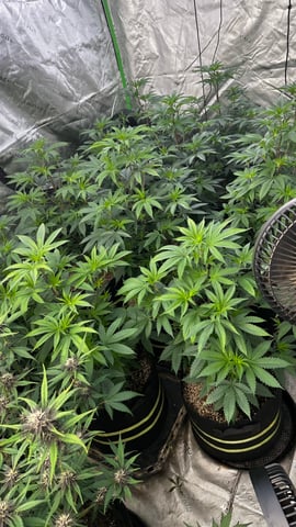 White Runtz Clonez (Flowering) — flower, day 1