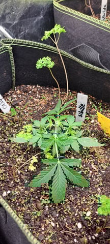 First Grow with the new setup  — vegetative, day 20