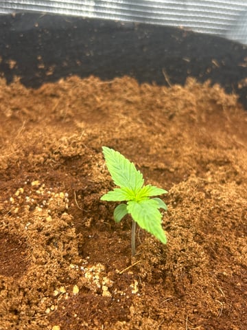 sticking to basics second grow — seedling_rooting, day 1