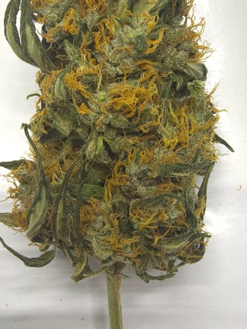 Purple Haze  — done, day 101