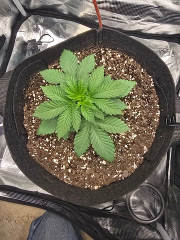 Northern lights #10 2nd plant (Selkies) — vegetative, day 18