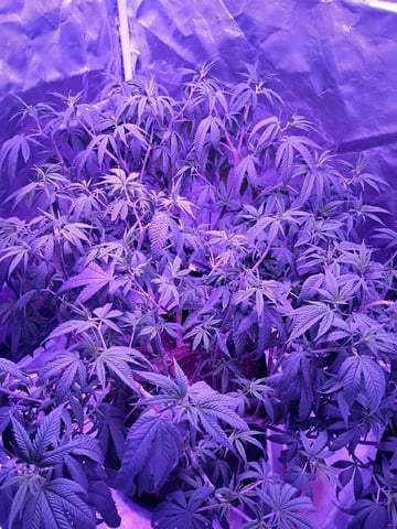 Purple Plum Perfect 💜 & 2 Grape Runtz 🍇 Mainlining garden.  — vegetative, day 141