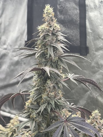 Humboldt, Hella Jelly. Jelly Donut  — flower, day 93