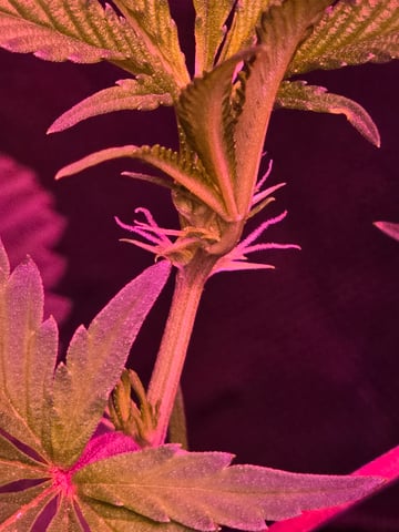 FIRST GROW — flower, day 38