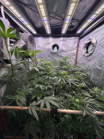 first grow in new 2x2 — flower, day 73