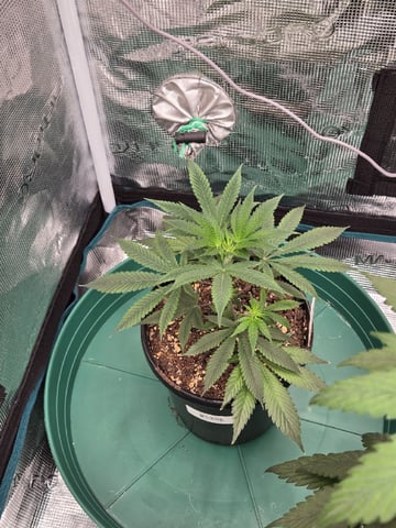  Insane OG — vegetative, day 58