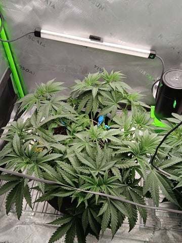 fruity pebbles, cap junky — vegetative, day 52