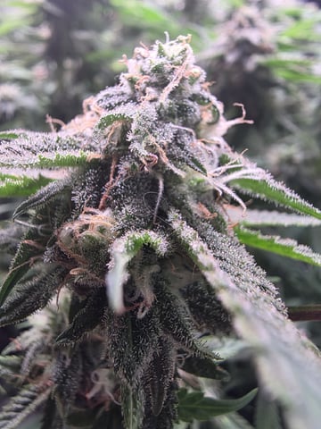 Blue Dream Feminized  — flower, day 140