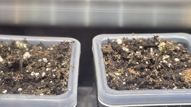 Strawberry Sugar  — germination, day 2