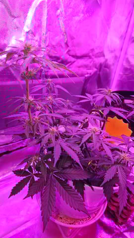first grow adventure  — vegetative, day 40