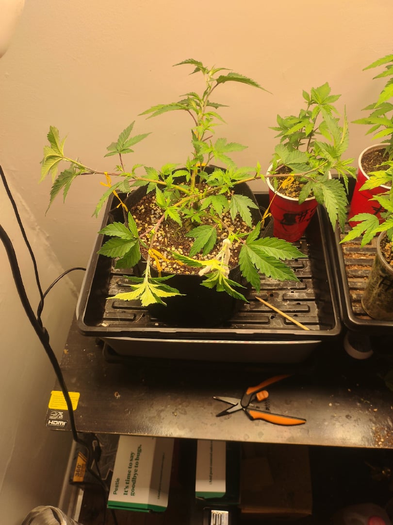 Mainely Genetics Clone Run #One