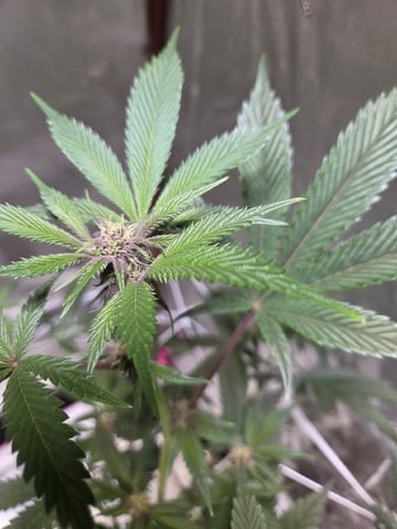 First Indoor Grow — flower, day 1