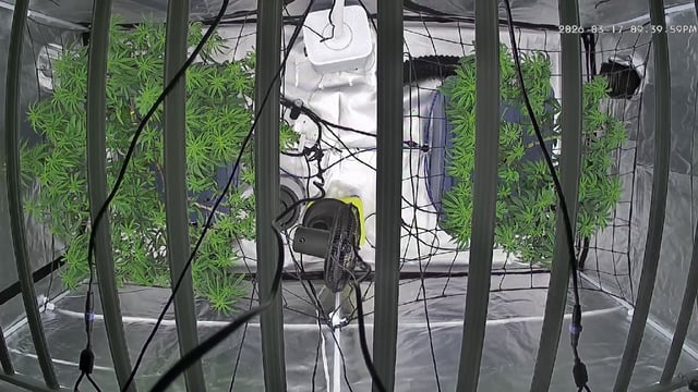 Laundry Shaman — flower, day 57