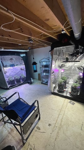 1st Ever Grow (Fat Bastard)(RDWC)  — vegetative, day 49