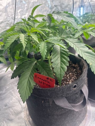  pineapple express — vegetative, day 18
