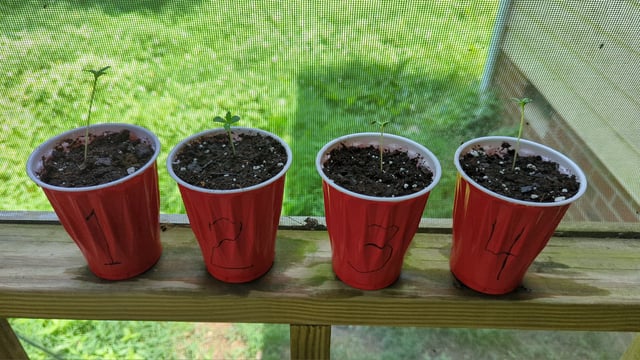 Freya's Honey — seedling_rooting, day 5