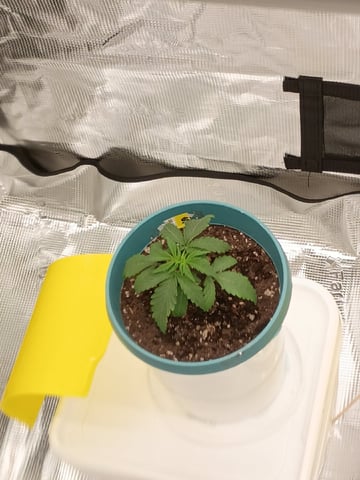 TentPlantLightFan